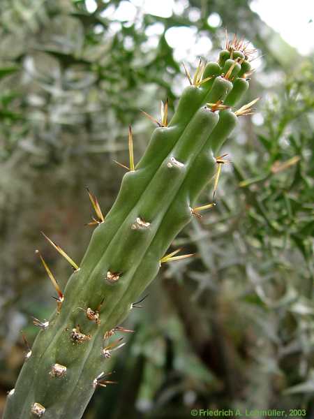 Harrisia pomanensis, Eriocereus bonplandii
