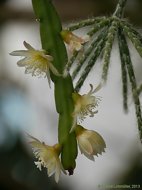 Rhipsalis houlletiana Lemaire