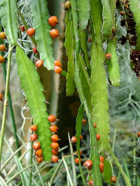 Lepismium monacantha = Ripsalis monacantha = Acanthorhipsalis monacantha