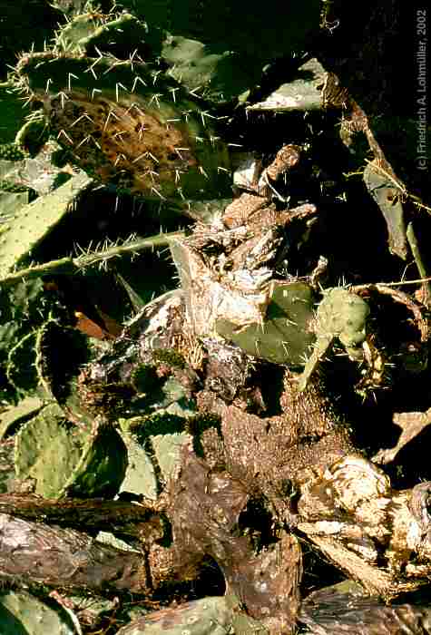Opuntia ficus-indica (L.) MILL.
