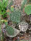 Opuntia phaeacantha var.longispina