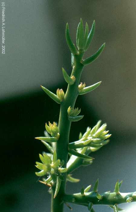 Opuntia leptocaulis DC., synonym: Cylindropuntia leptocaulis (DC.) KNUTH