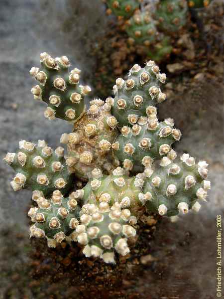 Tephrocactus molinensis, Opuntia molinensis, Maihuenopsis molinensis