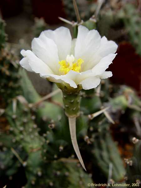 Tephrocactus articulata, Opuntia articulata