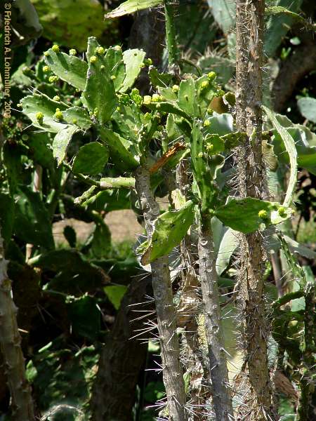Brasiliopuntia brasilensis, Opuntia brasilensis
