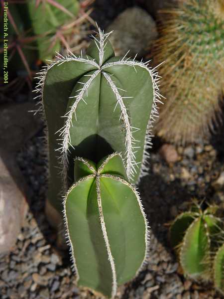 Pachycereus marginatus, Marginatocereus marginatus