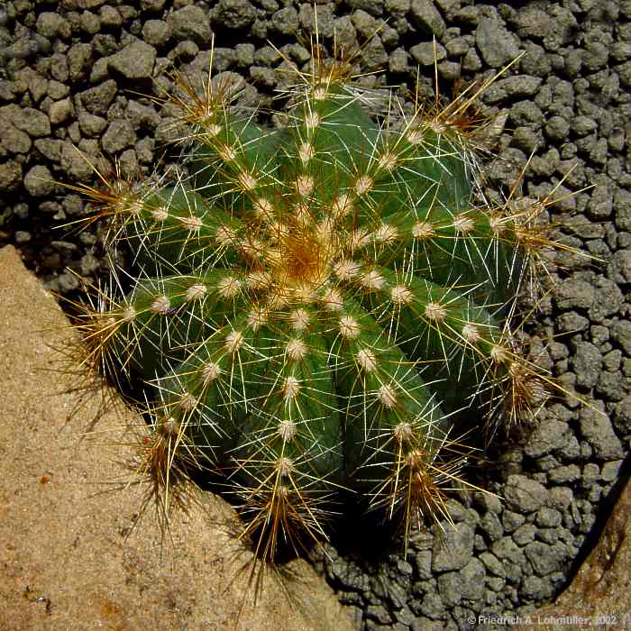 Parodia magnifica, Eriocactus magnificus