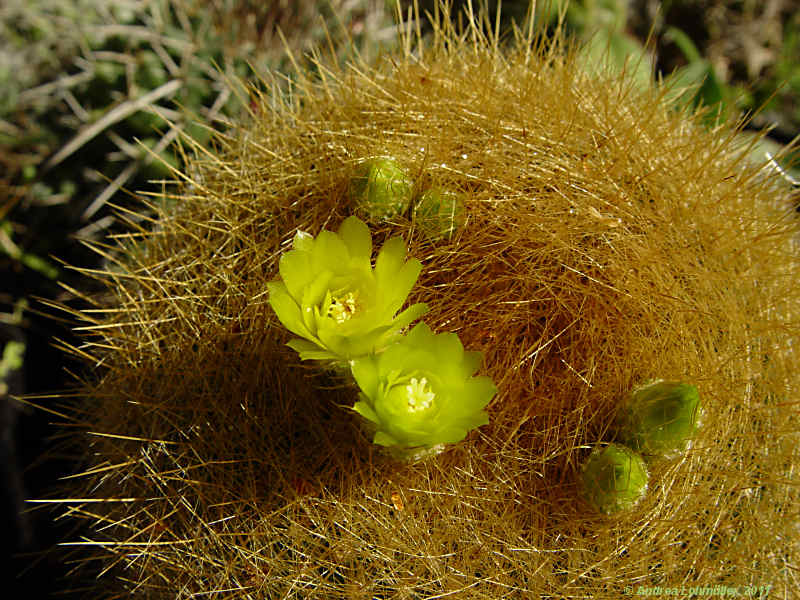 Parodia haselbergii, Brasilicactus haselbergii