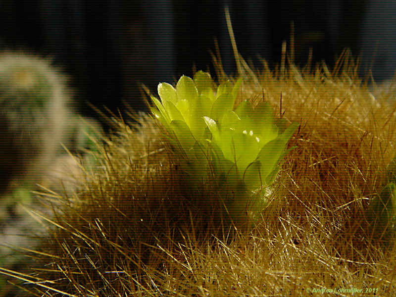 Parodia haselbergii, Brasilicactus haselbergii
