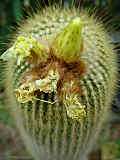 Parodia haselbergii, Eriocactus leninghausii