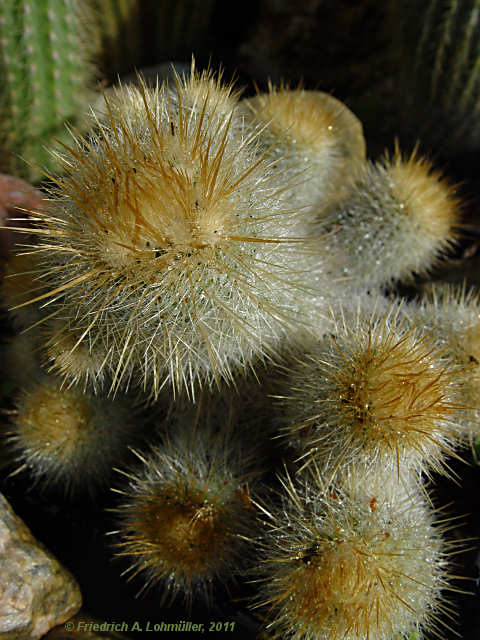 Parodia alacriportana subsp. buenekeri, Notocactus buenekeri
