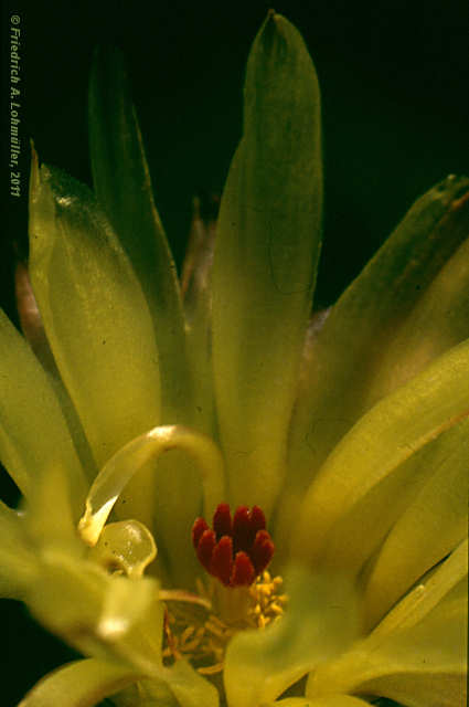 Parodia mammulosa subsp. submammulosa, Notocactus submammulosus