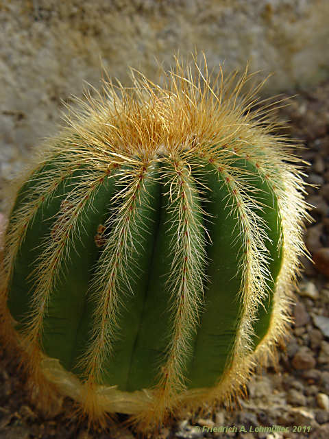 Parodia warasii, Eriocactus warasii