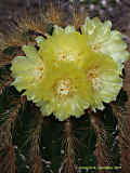 Parodia warasii, Eriocactus warasii