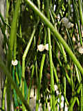 Rhipsalis burchelli