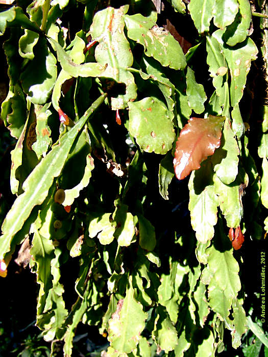 Rhipsalis crispata, Epiphyllum crispatum