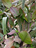 Rhipsalis oblonga