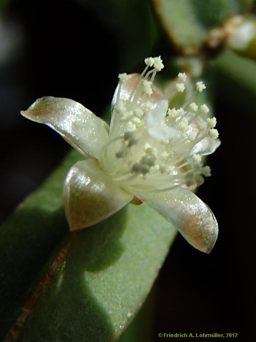 Rhipsalis pentaptera