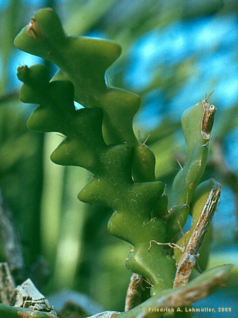 Selenicereus anthonianus, Cryptocereus anthonianus