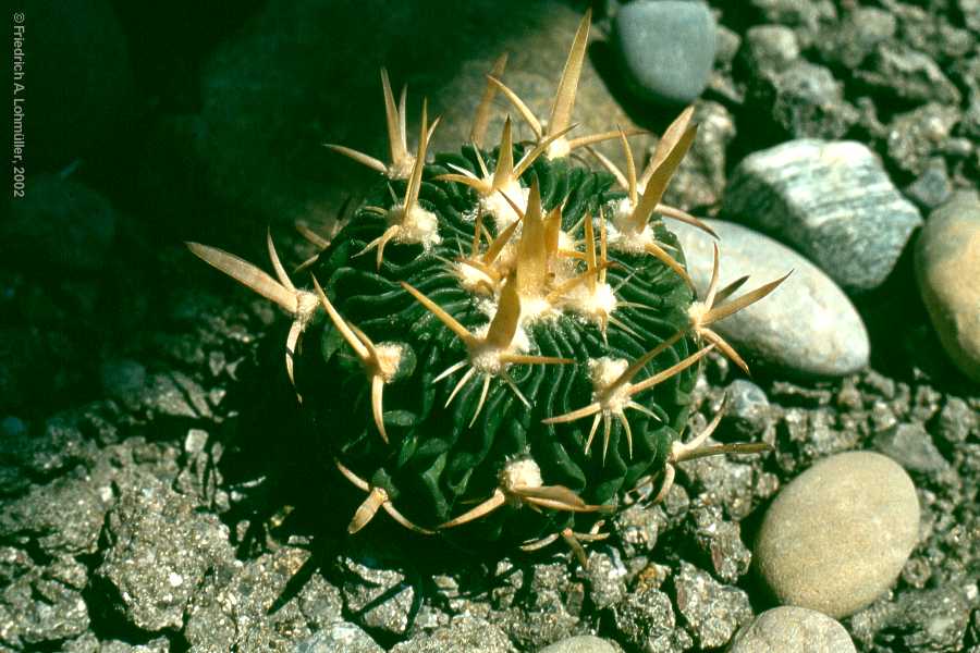Stenocactus species, Echinofossulocactus species