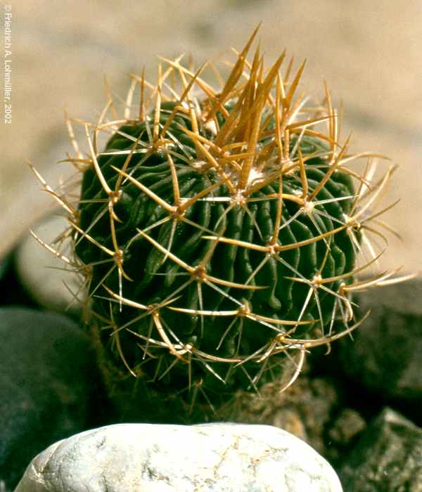 Echinofossulocactus violaciflorus
