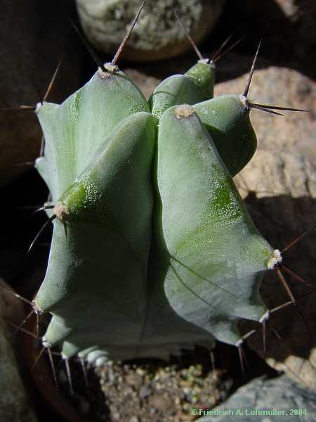 Stenocereus pruinosus, Ritterocereus pruinosus