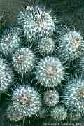 Copiapoa conglomerata