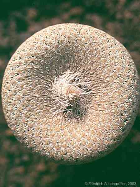 Epithelantha micromeris subsp. micromeris