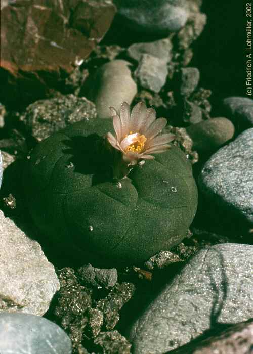 Lophophora williamsii COULT.
