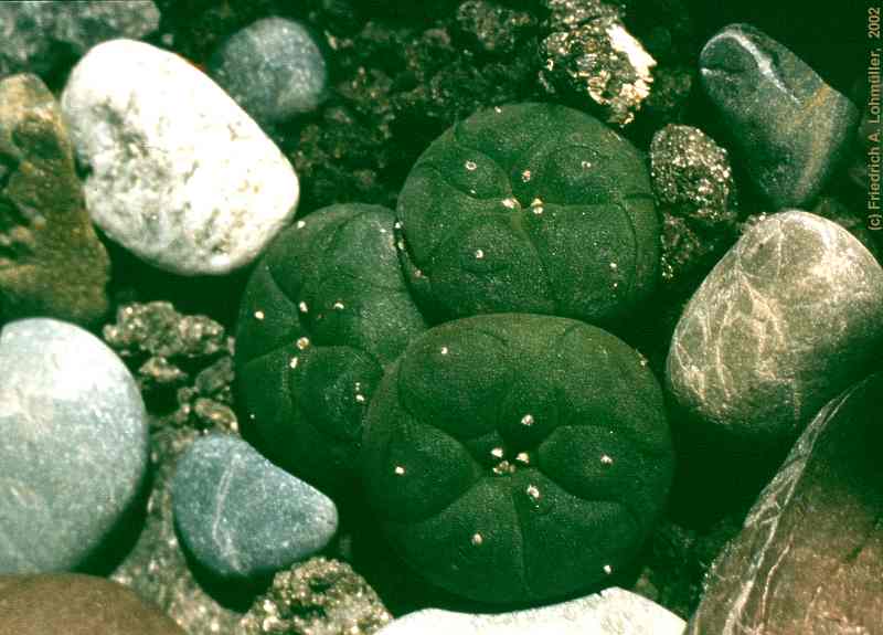 Lophophora williamsii COULT.