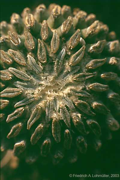 Pelecyphora aselliformis