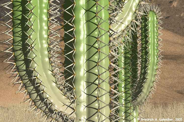 Cacti in the Desert (3) - detail