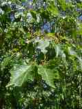 Acer tataricum