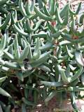 Astridia longifolia