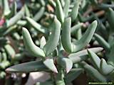 Astridia longifolia