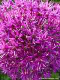Allium aflatum cv. 'Purple Sensation', Kugel-Lauch
