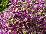 Allium aflatum cv. 'Purple Sensation'