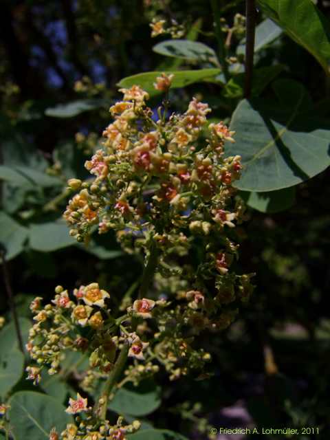 Cotinus coggygria