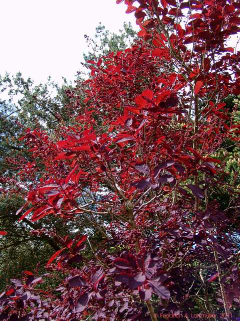 Cotinus coggygria 'Royal Purple'