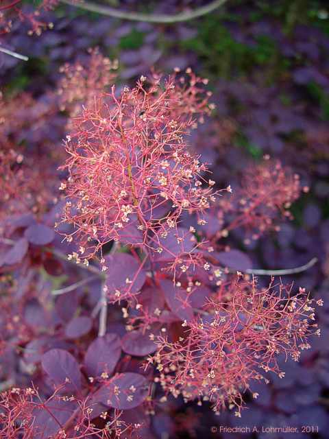 Cotinus coggygria 'Royal Purple'