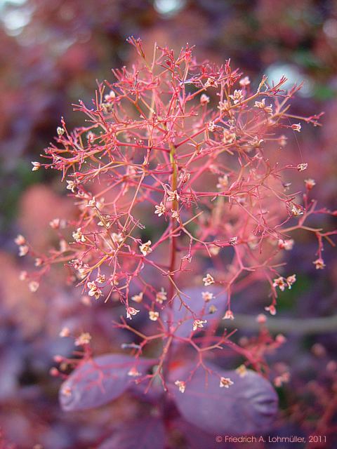 Cotinus coggygria 'Royal Purple'