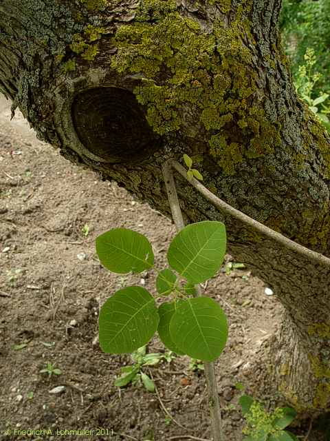 Cotinus coggygria