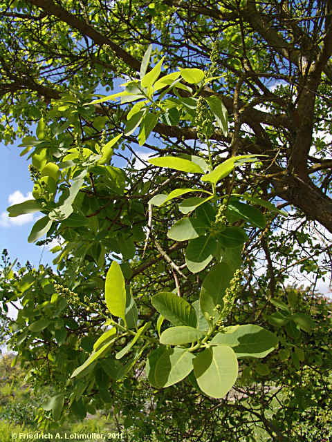 Cotinus coggygria