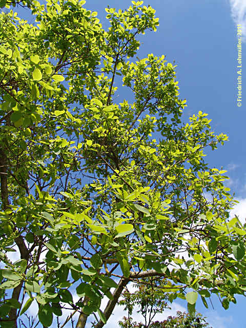 Cotinus coggygria