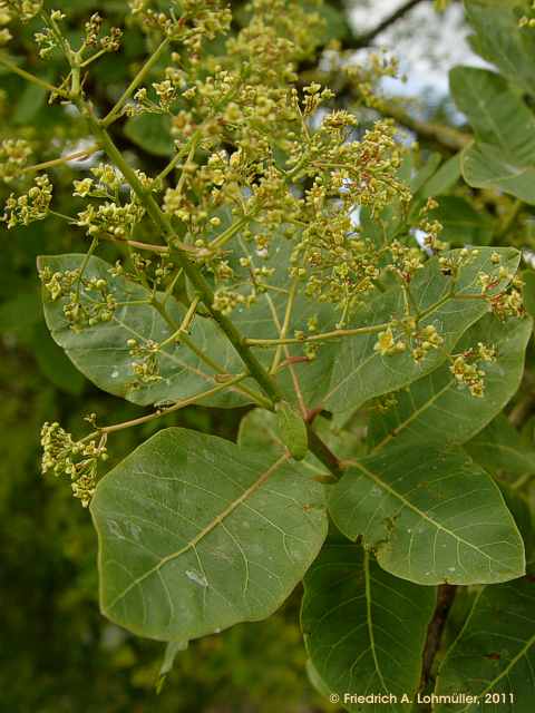 Cotinus coggygria