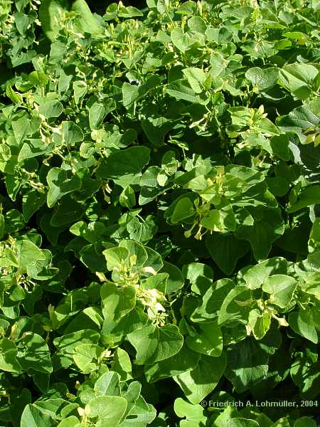 Aristolochia clematitis