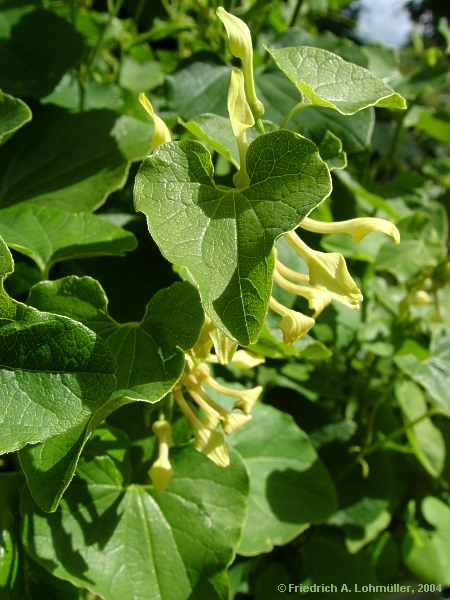 Aristolochia clematitis