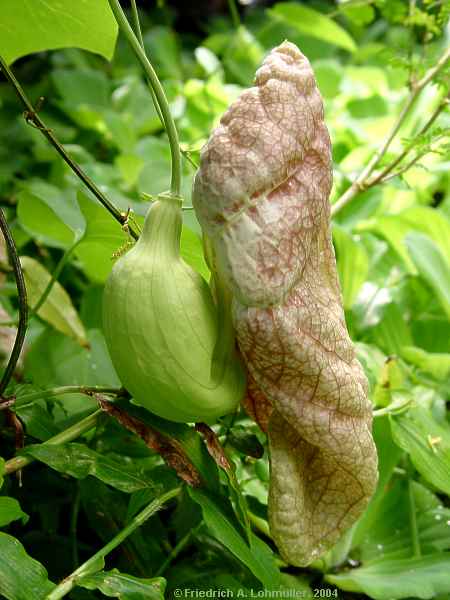 Aristolochia gigantea