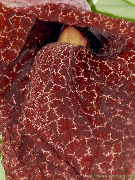 Aristolochia gigantea