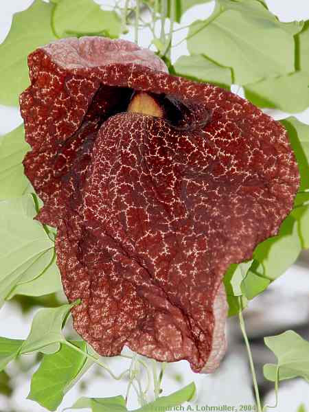 Aristolochia gigantea